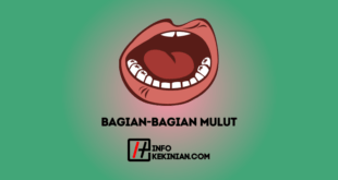 Bagian-Bagian Mulut