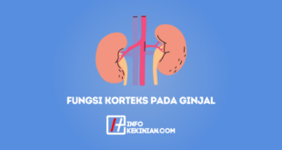 Fungsi Korteks Pada Ginjal