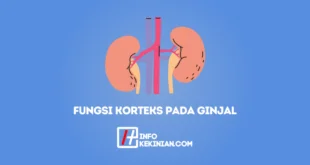 Fungsi Korteks Pada Ginjal
