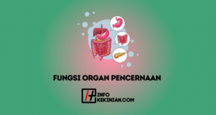 Fungsi Organ Sistem Pencernaan Manusia