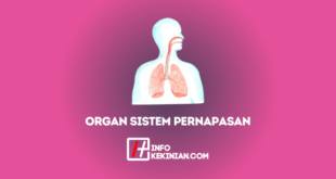 Organ Sistem Pernapasan Pada Manusia