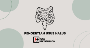 Pengertian Usus Halus