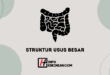 Struktur Usus Besar