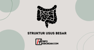 Struktur Usus Besar