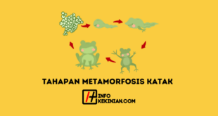 Tahapan Metamorfosis Katak