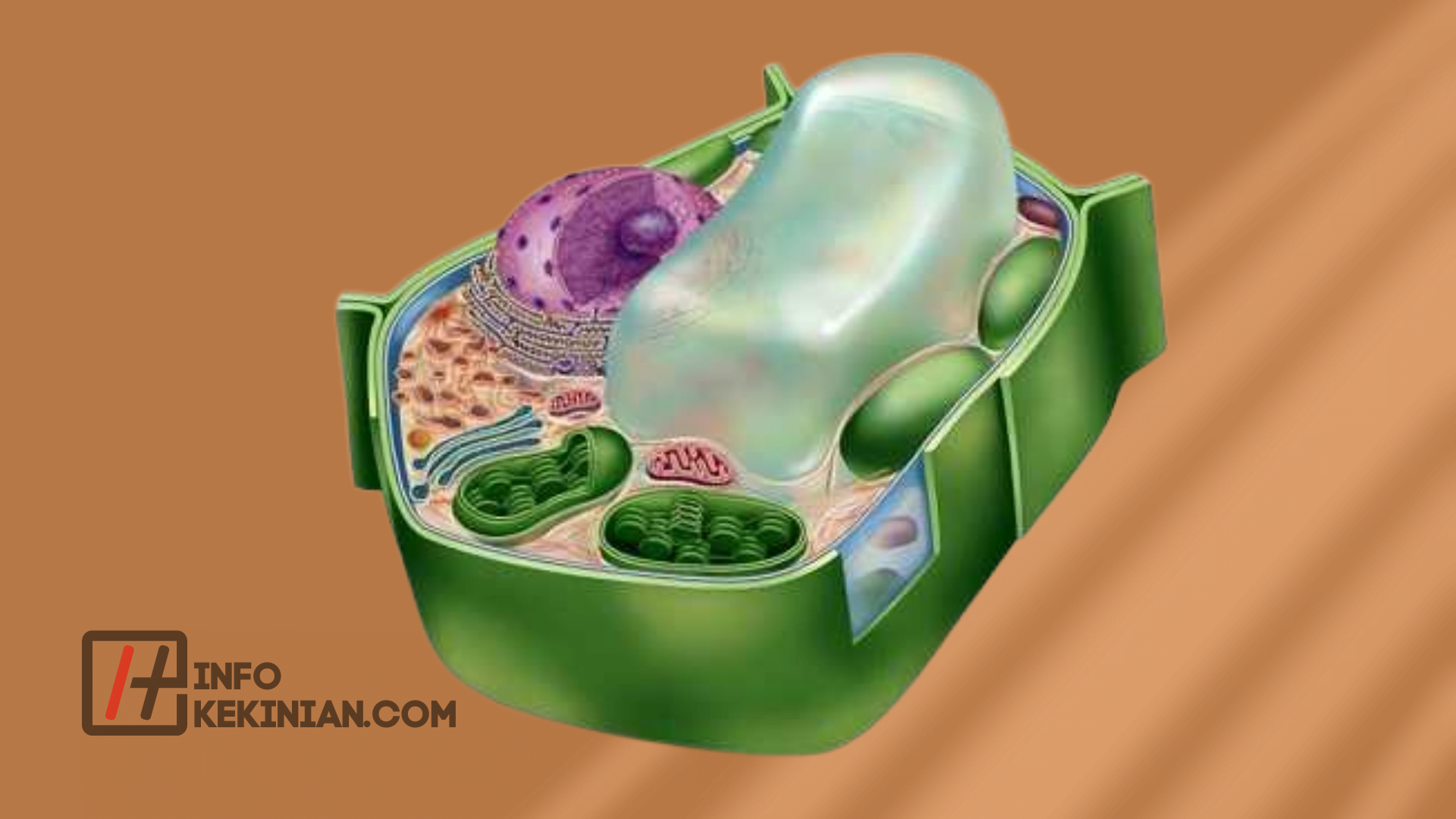 ¿Qué es una célula vegetal?