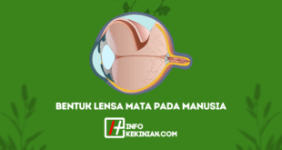 Bentuk Lensa Mata Pada Manusia