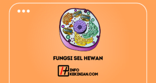 Fungsi Sel Hewan Lengkap