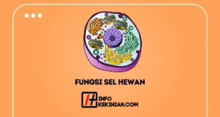 5 Fungsi Sel Hewan Lengkap dengan Ciri-Ciri Yang Perlu Kamu Ketahui Dengan Baik 14 Fungsi Sel Hewan Lengkap