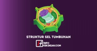 Struktur Sel Tumbuhan