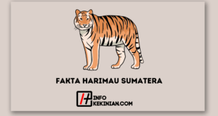 Fakta Menarik Harimau Sumatera