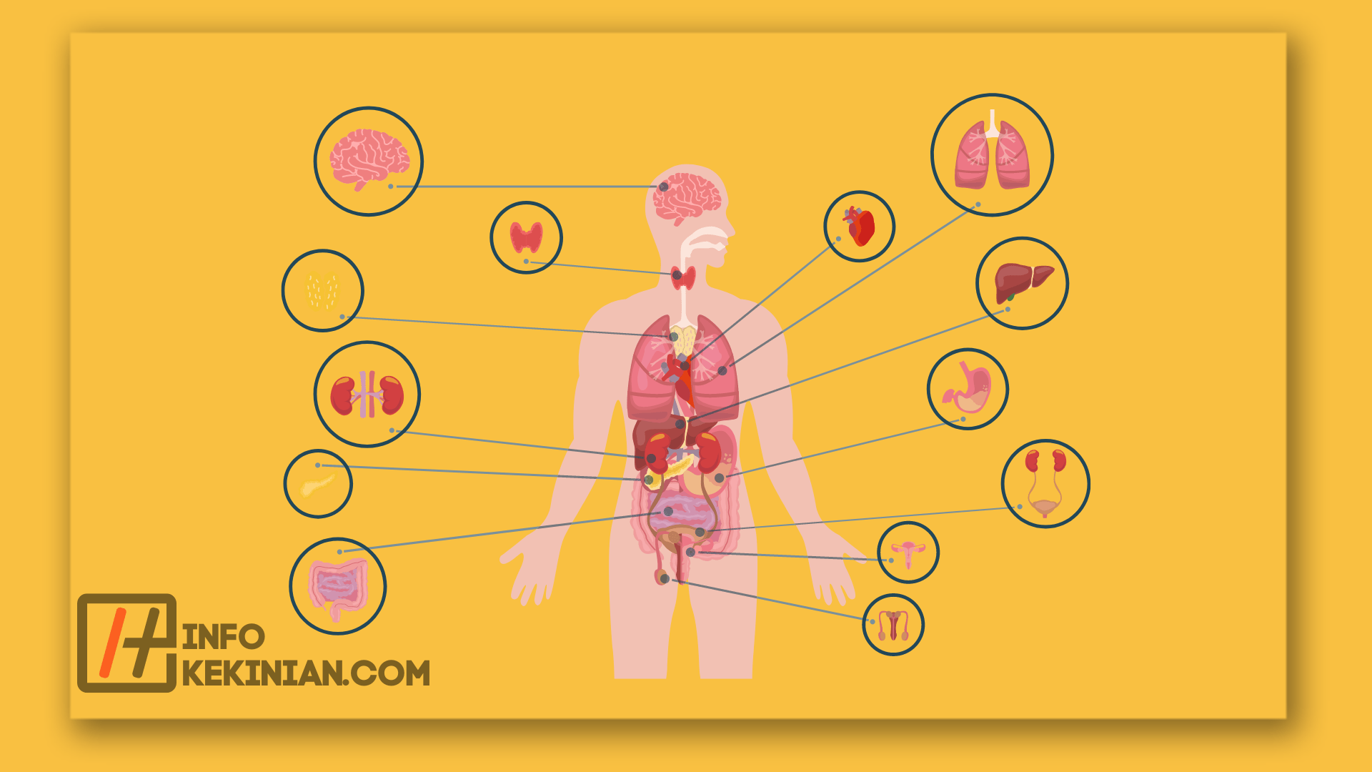 Fonctions des organes du corps humain