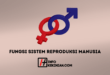 Fungsi Sistem Reproduksi Manusia