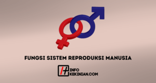 Fungsi Sistem Reproduksi Manusia