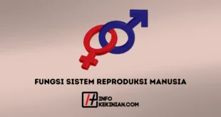 Fungsi Sistem Reproduksi Manusia
