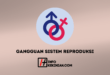 9 Gangguan Sistem Reproduksi: Kenali Penyebab dan Gejala yang Perlu Diwaspadai 45 Gangguan Sistem Reproduksi