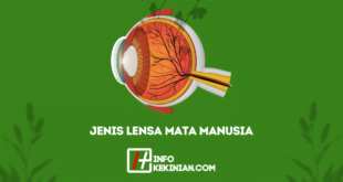 Types of Human Eye Lenses