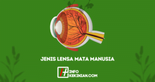 Jenis Lensa Mata Manusia