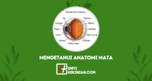 Mengetahui Anatomi Mata