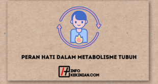Peran Hati dalam Metabolisme Tubuh yang Penting Diketahui