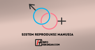 Sistem Reproduksi Manus