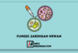 Fungsi Jaringan Hewan