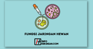 Fungsi Jaringan Hewan