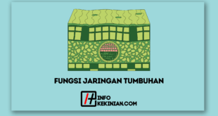 Fungsi Jaringan Tumbuhan