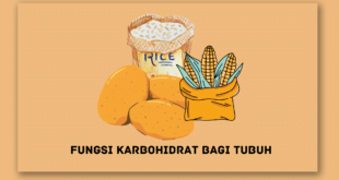 Fungsi Karbohidrat Bagi Tubuh
