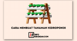 Cara Membuat Tanaman Hidroponik