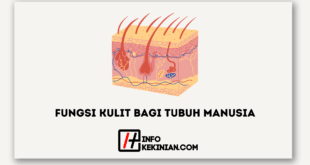 Fungsi Kulit Bagi Tubuh Manusia