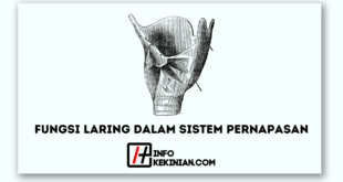 Fungsi Laring dalam Sistem Pernapasan