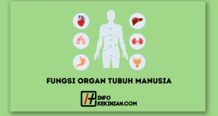 Fungsi Organ Tubuh Manusia