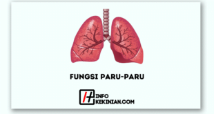 Fungsi Paru-paru