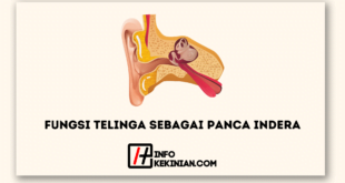 Fungsi Telinga sebagai Panca Indera