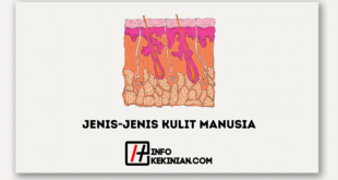 Jenis-Jenis Kulit Manusia