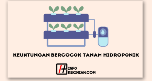 Keuntungan dari Bercocok Tanam Hidroponik