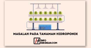 Masalah pada Tanaman Hidroponik