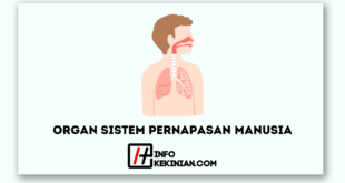 Organ Sistem Pernapasan Manusia