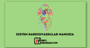 Sistem Kardiovaskular Manusia