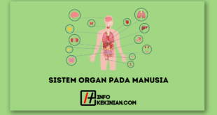 Sistem Organ pada Manusia