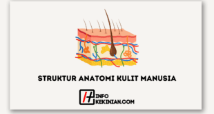 Struktur Anatomi Kulit Manusia