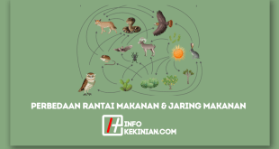 Perbedaan Rantai Makanan dan Jaring-Jaring Makanan dalam Ekosistem yang Wajib Diketahui!