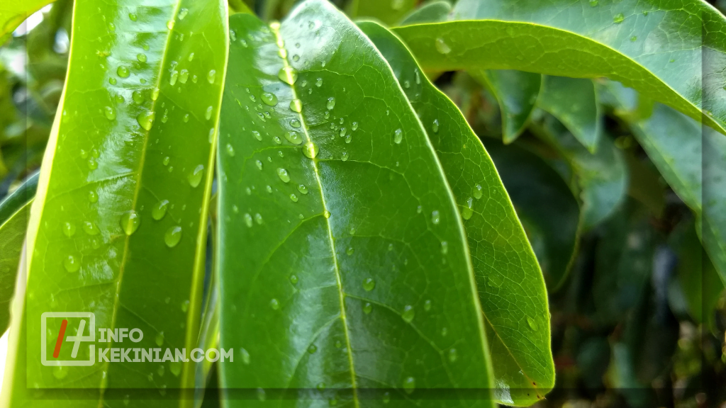 Kandungan Nutrisi Daun Sirsak