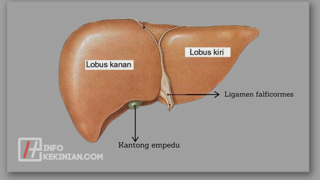 Lobulus Hati