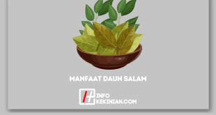 Manfaat Daun Salam untuk Kesehatan yang Wajib Diketahui!