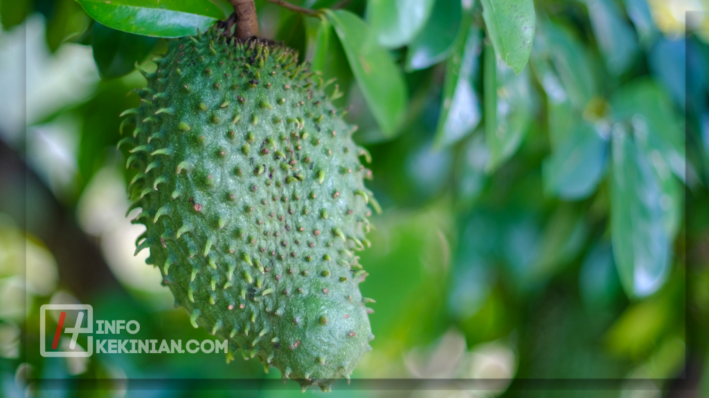Manfaat Daun Sirsak untuk Kesehatan Tubuh