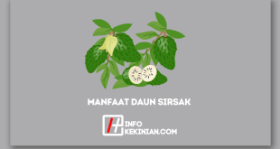 Manfaat Daun Sirsak untuk Kesehatan yang Wajib Diketahui!