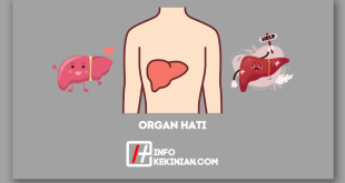 Organ Hati_ Bagian dan Fungsi Penting dalam Tubuh Manusia Wajib Diketahui!