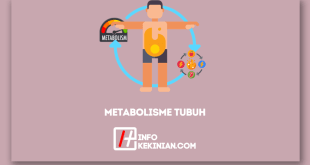 Pengertian Metabolisme_ Proses, Jenis, Fungsi dan Faktornya yang Wajib Diketahui!